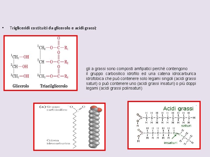  • Trigliceridi costituiti da glicerolo e acidi grassi; gli a grassi sono composti