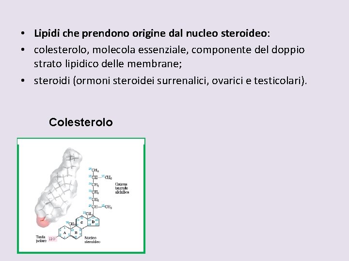  • Lipidi che prendono origine dal nucleo steroideo: • colesterolo, molecola essenziale, componente