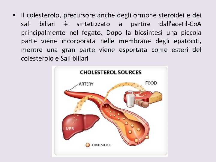  • Il colesterolo, precursore anche degli ormone steroidei e dei sali biliari è