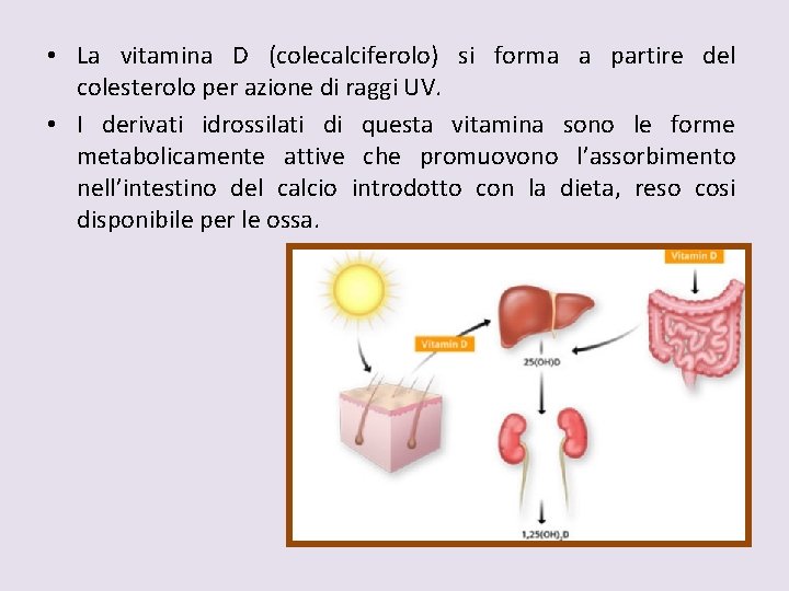  • La vitamina D (colecalciferolo) si forma a partire del colesterolo per azione
