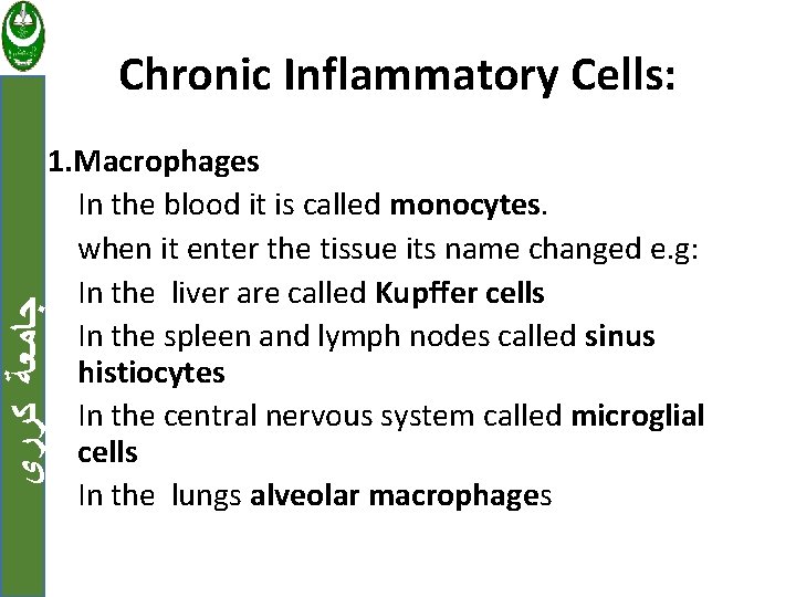 Chronic Inflammatory Cells: ﺟﺎﻣﻌﺔ ﻛﺮﺭﻱ 1. Macrophages In the blood it is called monocytes.