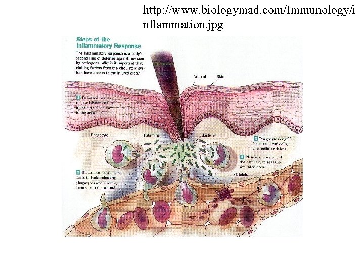 http: //www. biologymad. com/Immunology/i nflammation. jpg 