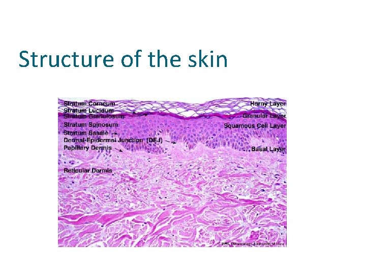 Structure of the skin 