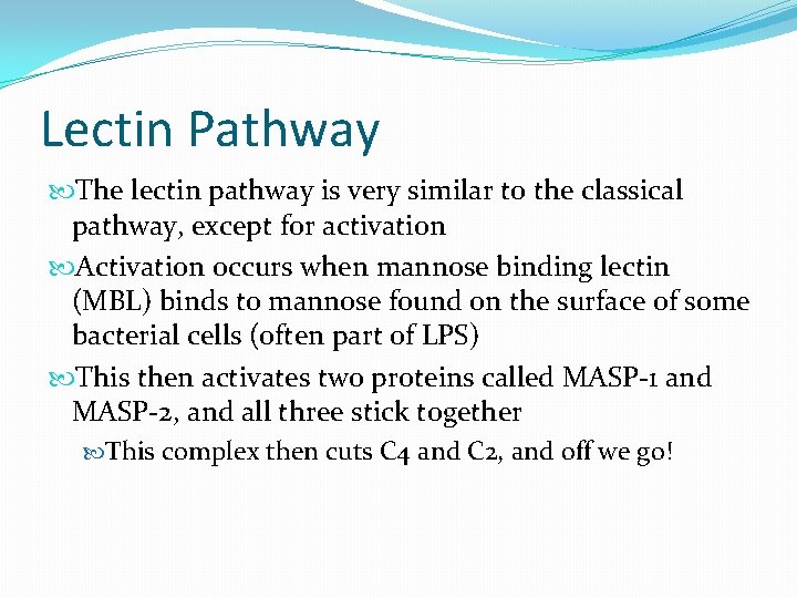 Lectin Pathway The lectin pathway is very similar to the classical pathway, except for