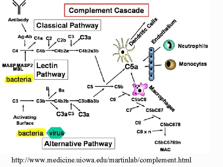 http: //www. medicine. uiowa. edu/martinlab/complement. html 