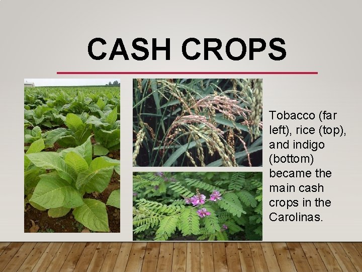 CASH CROPS Tobacco (far left), rice (top), and indigo (bottom) became the main cash