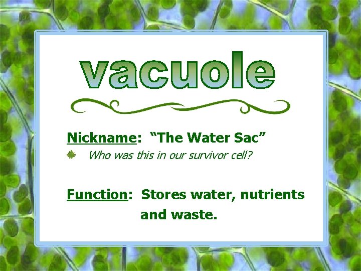Nickname: “The Water Sac” Who was this in our survivor cell? Function: Stores water,