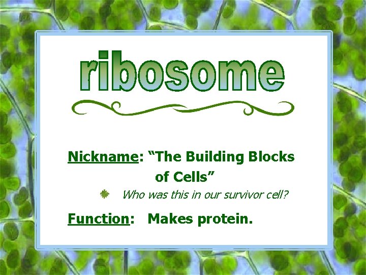 Nickname: “The Building Blocks of Cells” Who was this in our survivor cell? Function: