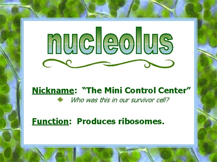 Nickname: “The Mini Control Center” Who was this in our survivor cell? Function: Produces