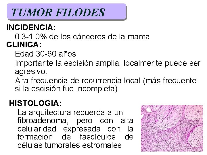 TUMOR FILODES INCIDENCIA: 0. 3 -1. 0% de los cánceres de la mama CLINICA: TUMOR FILODES INCIDENCIA: 0. 3 -1. 0% de los cánceres de la mama CLINICA: