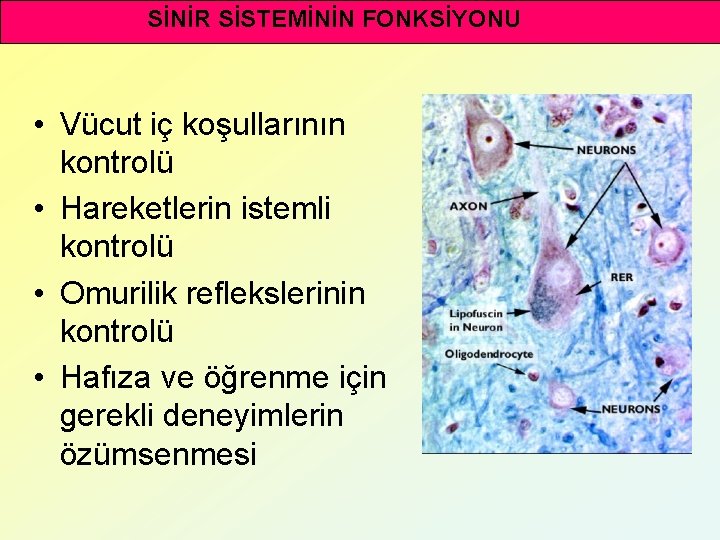 SİNİR SİSTEMİNİN FONKSİYONU • Vücut iç koşullarının kontrolü • Hareketlerin istemli kontrolü • Omurilik