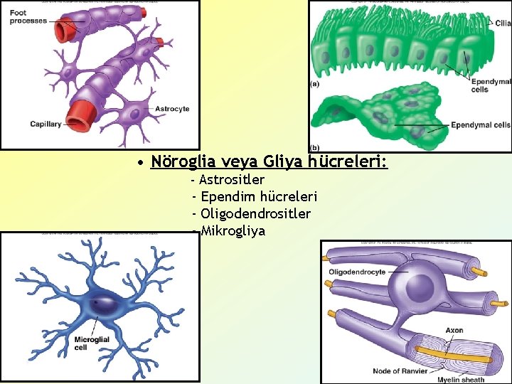  • Nöroglia veya Gliya hücreleri: - Astrositler - Ependim hücreleri - Oligodendrositler -