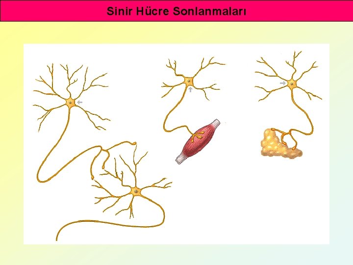 Sinir Hücre Sonlanmaları 