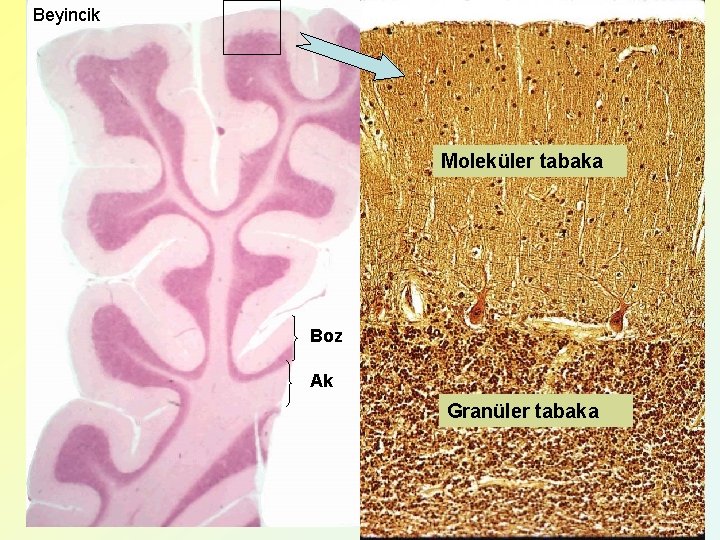 Beyincik Moleküler tabaka Boz Ak Granüler tabaka 