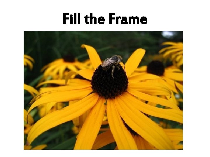 Fill the Frame 