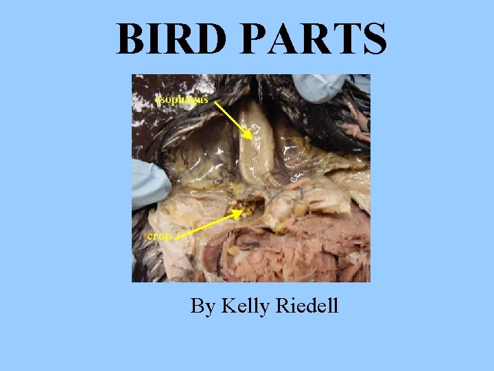 BIRD PARTS By Kelly Riedell 