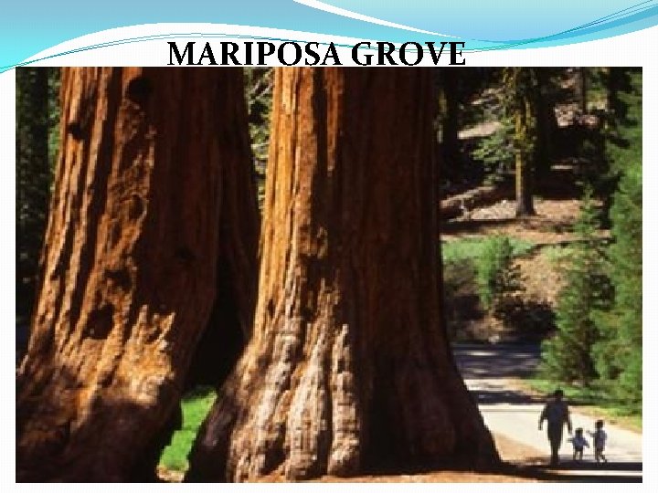 MARIPOSA GROVE 