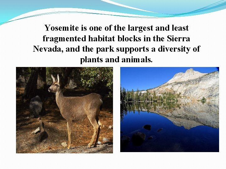 Yosemite is one of the largest and least fragmented habitat blocks in the Sierra
