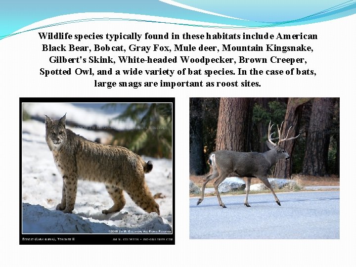 Wildlife species typically found in these habitats include American Black Bear, Bobcat, Gray Fox,