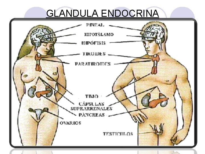 GLANDULA ENDOCRINA GLANDULA ENDOCRINA