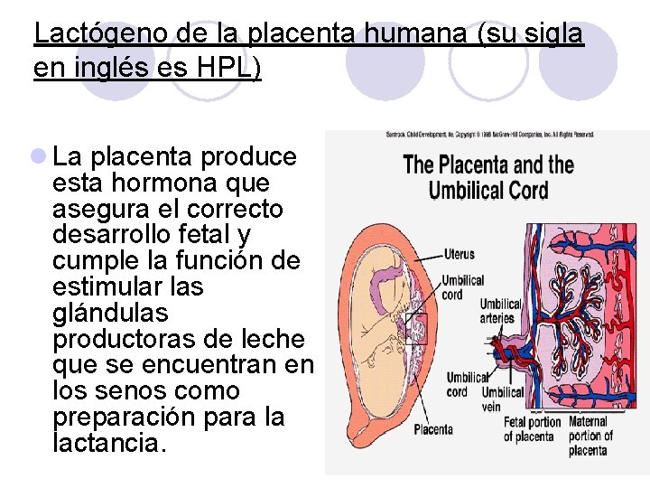 Lactógeno de la placenta humana (su sigla en inglés es HPL) l La placenta Lactógeno de la placenta humana (su sigla en inglés es HPL) l La placenta