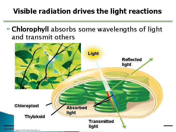 Visible radiation drives the light reactions Chlorophyll absorbs some wavelengths of light and transmit