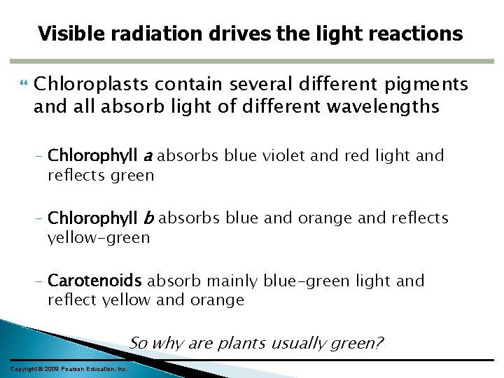 Visible radiation drives the light reactions Chloroplasts contain several different pigments and all absorb