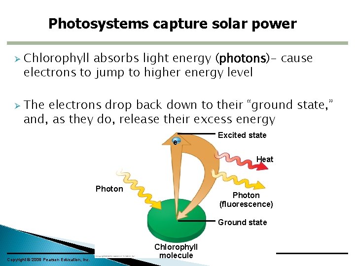 Photosystems capture solar power Ø Ø Chlorophyll absorbs light energy (photons)- cause electrons to