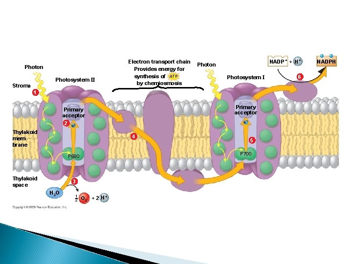 Photon Photosystem II Stroma Electron transport chain Provides energy for synthesis of ATP by