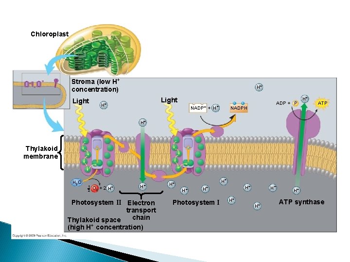 Chloroplast Stroma (low H+ concentration) Light H+ NADP+ + H+ ADP + P NADPH