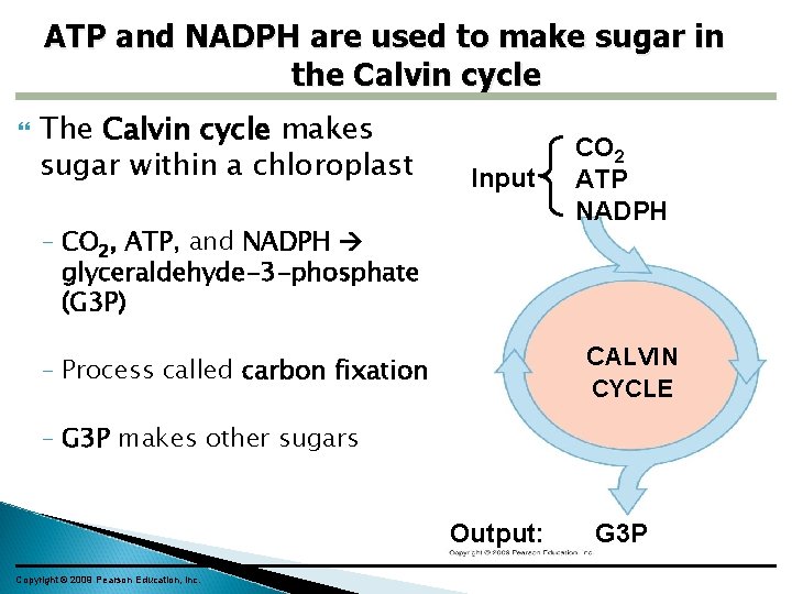 ATP and NADPH are used to make sugar in the Calvin cycle The Calvin