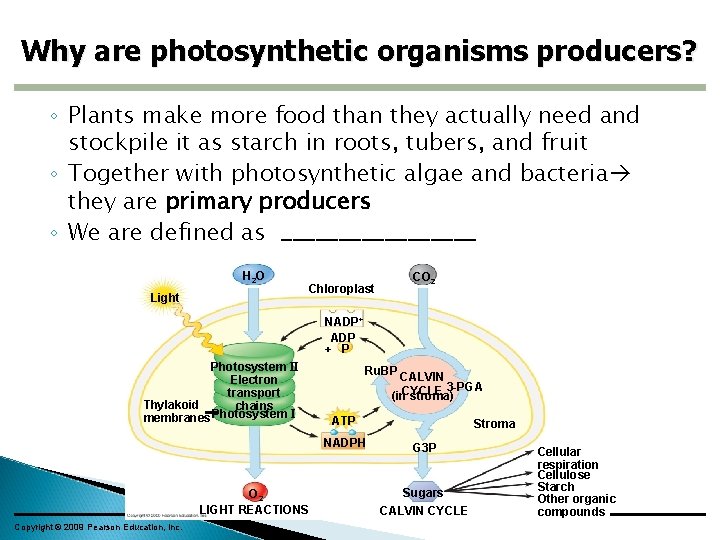 Why are photosynthetic organisms producers? ◦ Plants make more food than they actually need