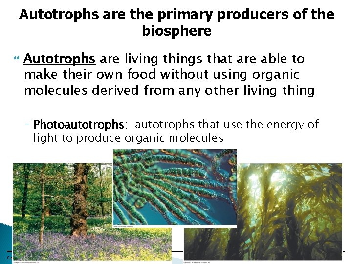 Autotrophs are the primary producers of the biosphere Autotrophs are living things that are