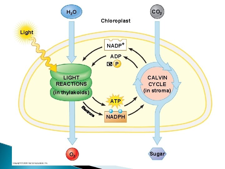 CO 2 H 2 O Chloroplast Light NADP+ ADP P LIGHT REACTIONS CALVIN CYCLE