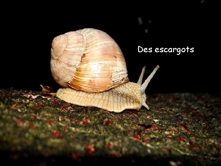 Des escargots 