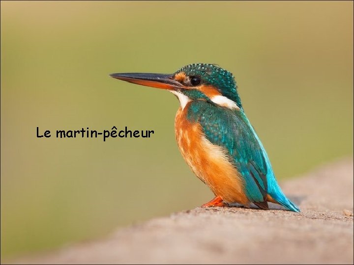 Le martin-pêcheur 