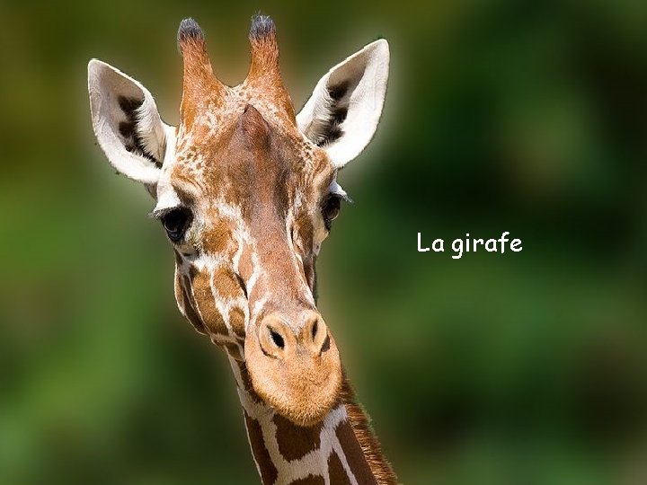 La girafe 