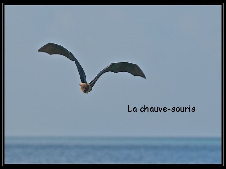 La chauve-souris 