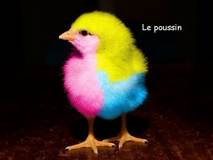 Le poussin 