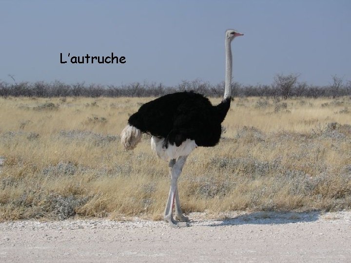 L’autruche 