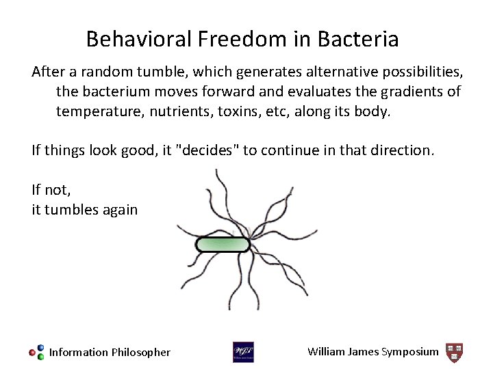 Behavioral Freedom in Bacteria After a random tumble, which generates alternative possibilities, the bacterium