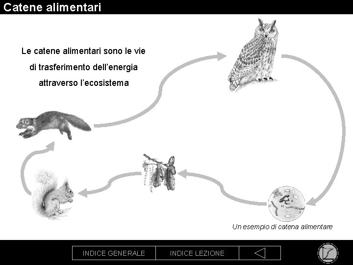 Catene alimentari Le catene alimentari sono le vie di trasferimento dell’energia attraverso l’ecosistema Un