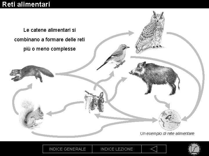 Reti alimentari Le catene alimentari si combinano a formare delle reti più o meno