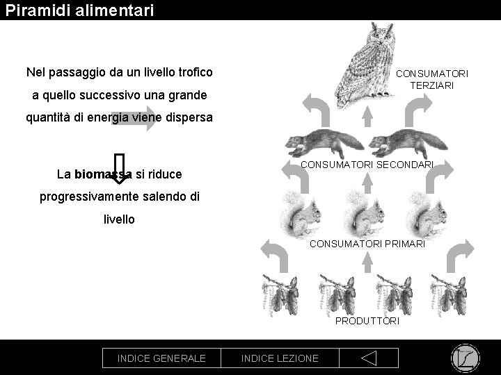 Piramidi alimentari Nel passaggio da un livello trofico CONSUMATORI TERZIARI a quello successivo una