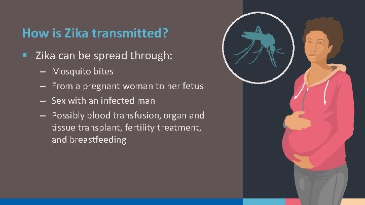 How is Zika transmitted? § Zika can be spread through: – – Mosquito bites