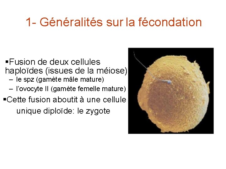 1 - Généralités sur la fécondation §Fusion de deux cellules haploïdes (issues de la