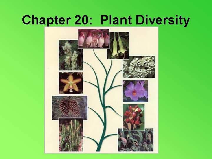 Chapter 20: Plant Diversity 