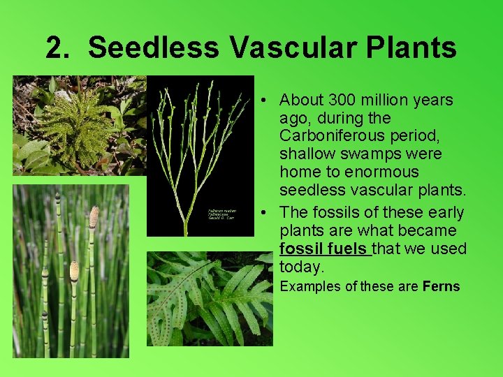 2. Seedless Vascular Plants • About 300 million years ago, during the Carboniferous period,