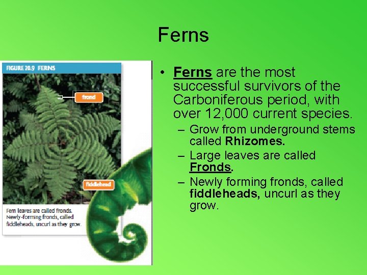 Ferns • Ferns are the most successful survivors of the Carboniferous period, with over