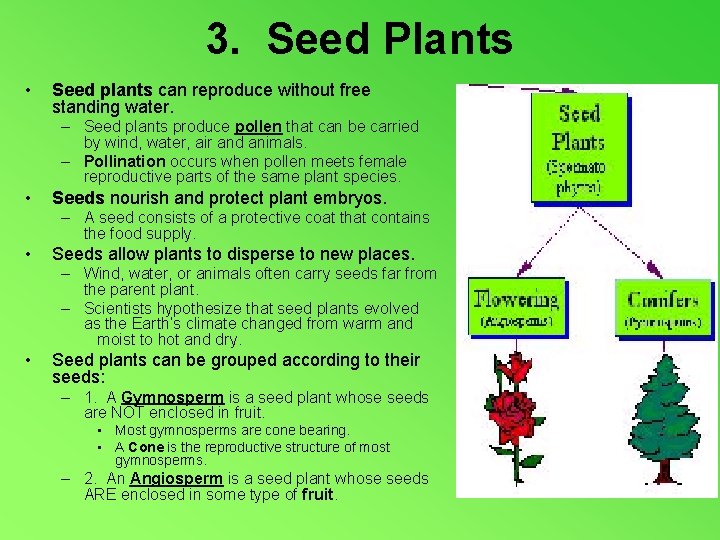 3. Seed Plants • Seed plants can reproduce without free standing water. – Seed